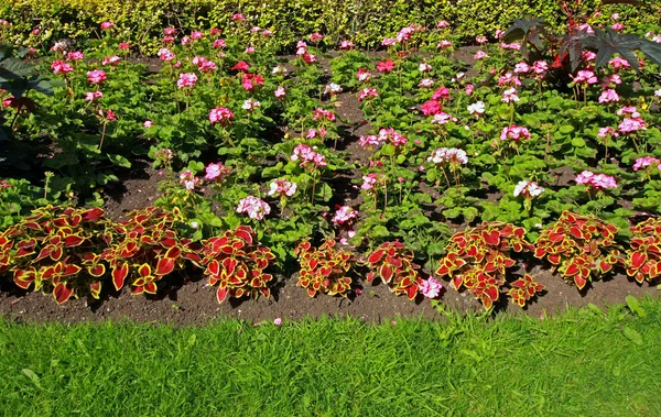 Aiuola con fiori di geranio — Foto Stock