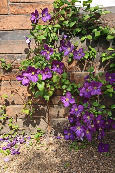 Clematis violeta bonito — Fotografia de Stock