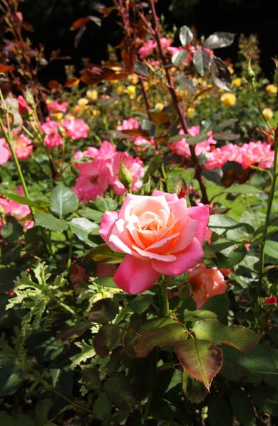 Розовый сад — стоковое фото