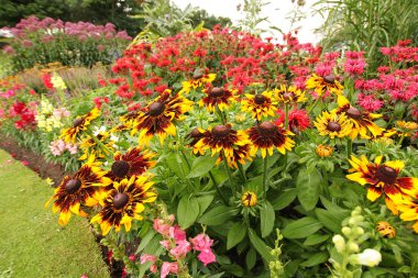 monarda Didim, arı merhem çiçekler