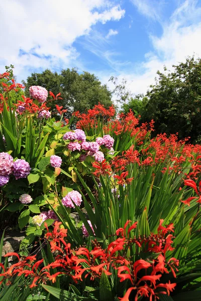 Crocosmia "Lucifer" i różowe hortensje — Zdjęcie stockowe