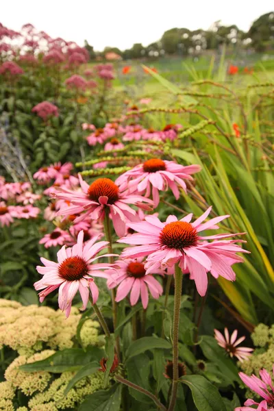 Bellissimi fiori estivi — Foto Stock