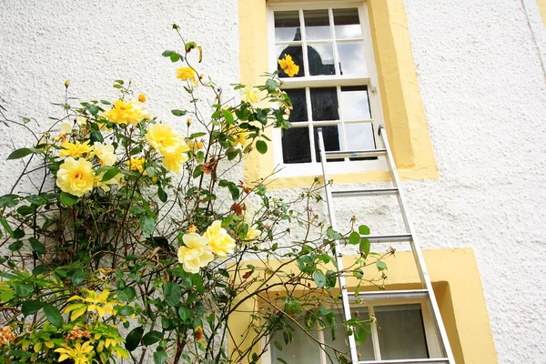 Rosas amarillas y casa blanca — Foto de Stock