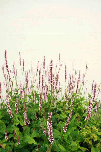 Persicaria amplexicaulis 'Firetail' — Stock Photo, Image