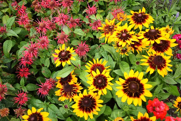 Monarda Didyma, Flores de bálsamo de abelha — Fotografia de Stock