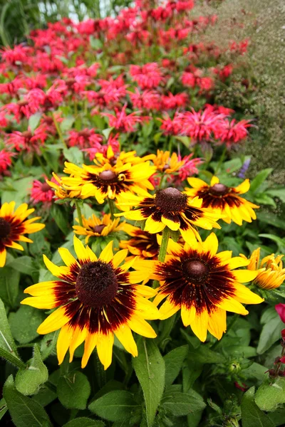 Monarda didyma, honingbij balsem bloemen — Stockfoto