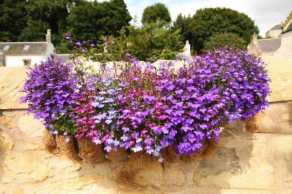 Cesta pendurada com flores lobelia — Fotografia de Stock