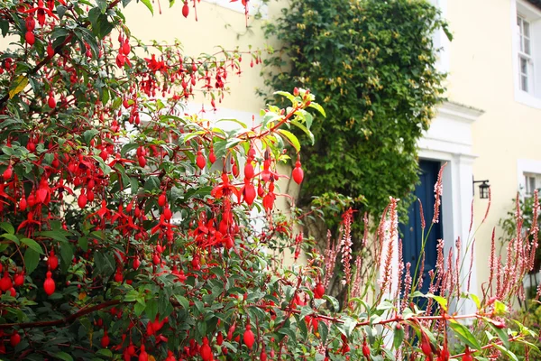 Flores fucsia en el jardín delantero — Foto de Stock