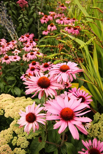 Bellissimi fiori estivi — Foto Stock