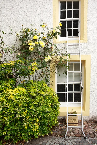 Rosas amarelas e casa branca — Fotografia de Stock