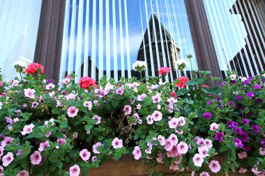 Sondaki Petunya, surfinia asılı sepet içinde.