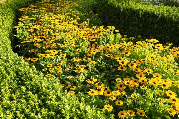 Rudbeckia amarelo brilhante — Fotografia de Stock