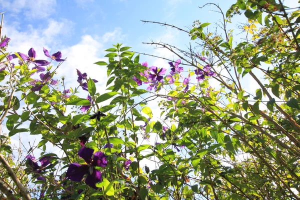 Beautiful clematis against blue sky — Stock Photo, Image