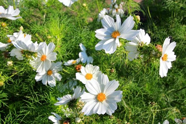 White cosmos flowers — Stock Photo, Image