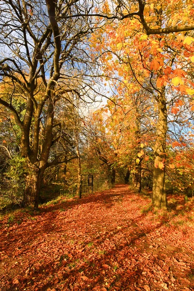 Mooie herfst landschap — Stockfoto