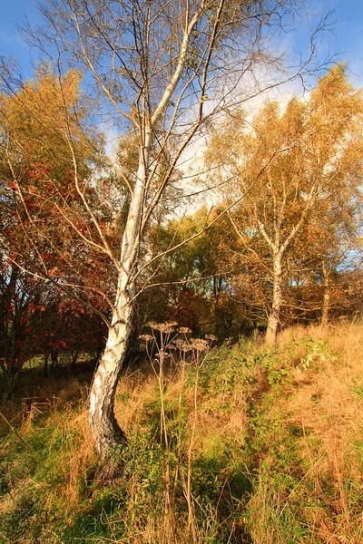 Schöne herbstliche Landschaft — Stockfoto