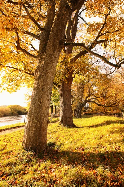 Beautiful autumnal landscape — Stock Photo, Image
