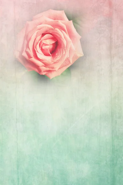 Grungy background with pink rose — Stock Photo, Image