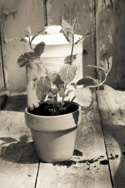 Pianta fresca di menta piperita che cresce nel vaso — Foto Stock