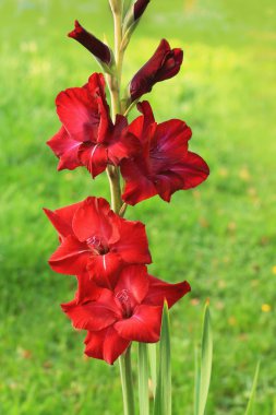 güzel kırmızı gladiola