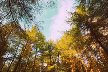 kozalaklı ağaçların ilkbahar