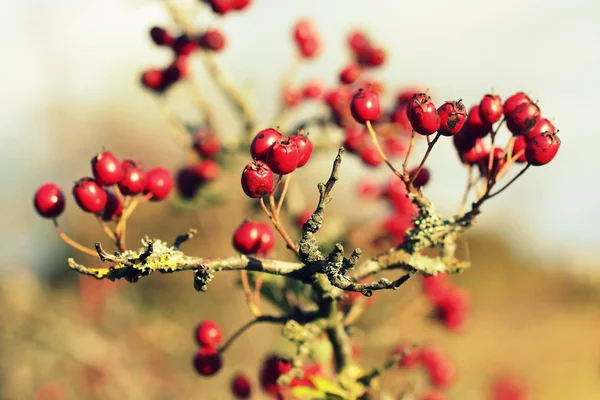 Weißdornbeeren Hintergrund — Stockfoto