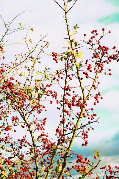 Hawthorn berries background — Stock Photo, Image