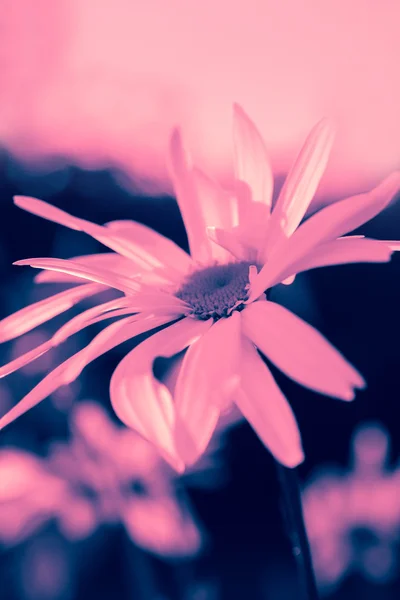 Dreamy pink daisies — Stock Photo, Image