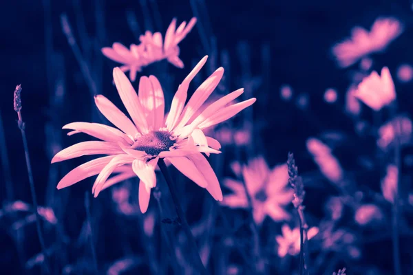 Dreamy pink daisies — Stock Photo, Image