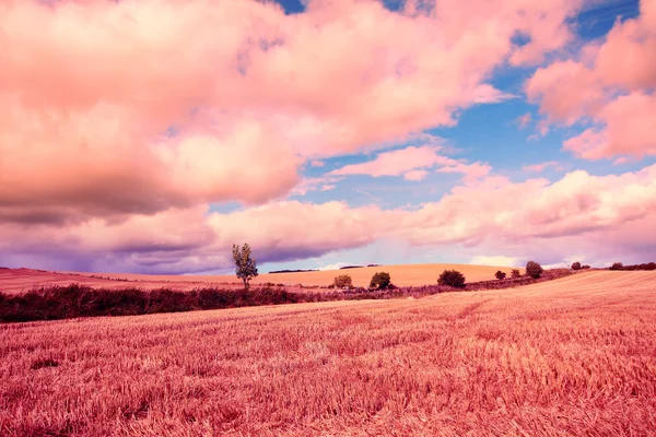 Campi sognanti di grano — Foto Stock