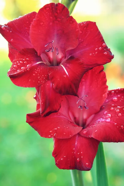 Beautiful red gladiola — Stock Photo, Image