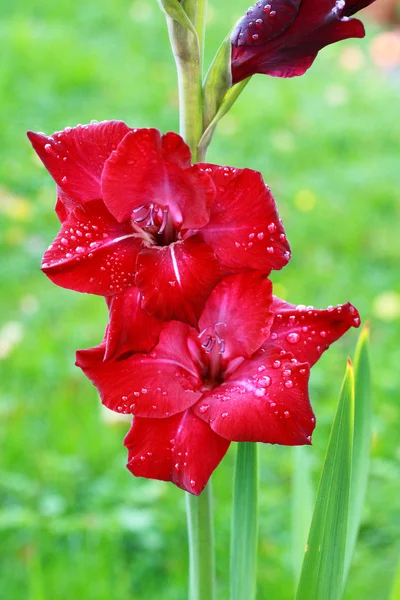 Schöne rote Gladiolen — Stockfoto