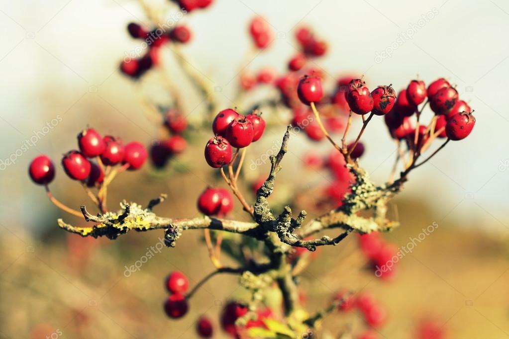 Hawthorn berries background