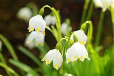 güzel, Bahar kardelen