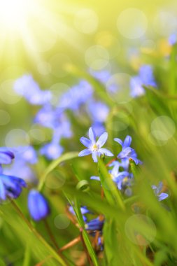 mooie, blauwe, voorjaar scilla bloemen