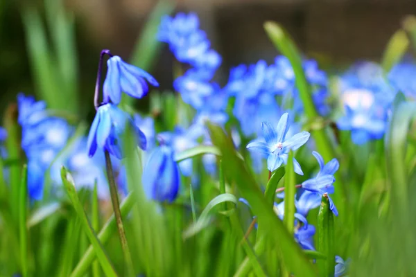 Beautiful, blue, spring scilla flowers — Stock Photo, Image