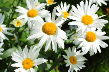 Yaz çayır papatyaları