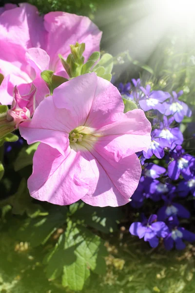 Beautiful petunia and lobelia — Stock Photo, Image