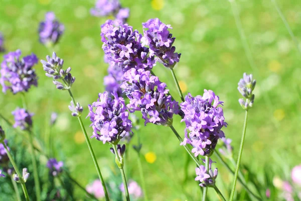 Summer lavender meadow — Stock Photo, Image