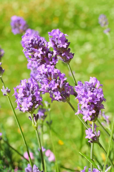 Sommer-Lavendelwiese — Stockfoto