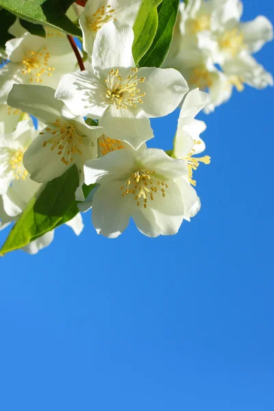 Schöne Jasminblüte — Stockfoto