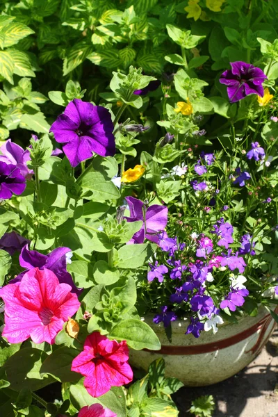 Beautiful petunia and lobelia — Stock Photo, Image