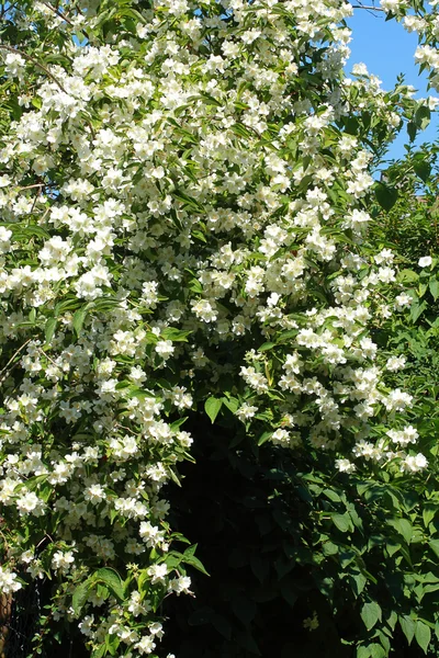 美丽的茉莉花开花 — 图库照片