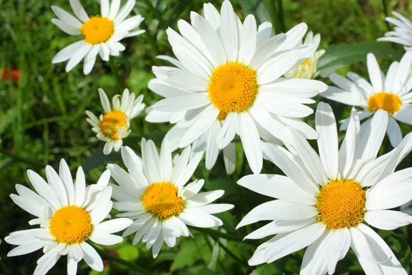 Summer meadow of daisies — Stock Photo, Image