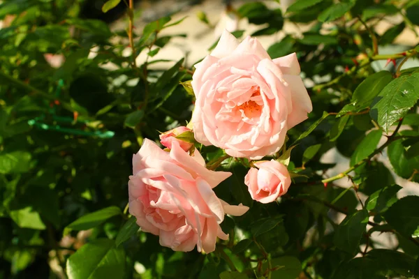 Красива, рожева, скелелазіння троянда — стокове фото
