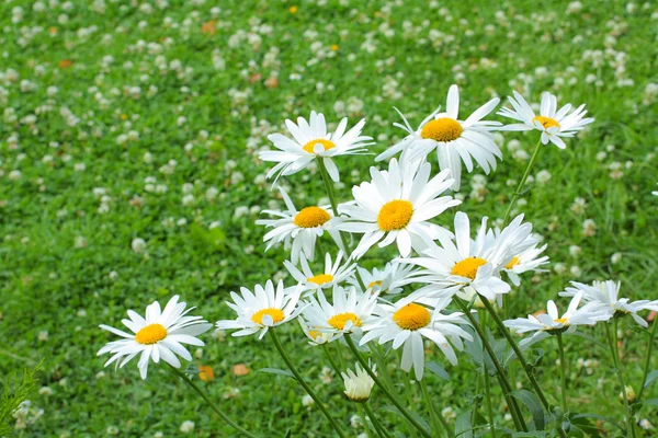 夏季牧场的雏菊 — 图库照片