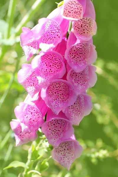 Primo piano dei fiori di guanto di volpe — Foto Stock