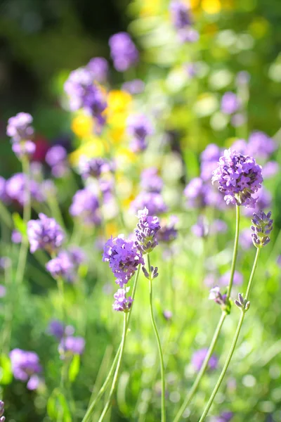 Lavendel Sommaräng — Stockfoto