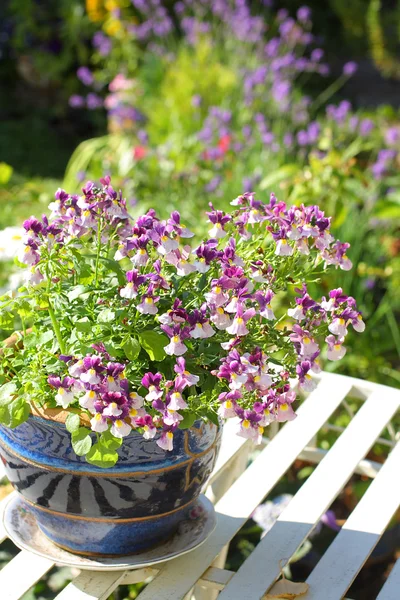 Bonitas flores de némesis — Foto de Stock