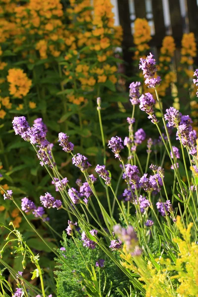 Sommer-Lavendelwiese — Stockfoto